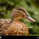 Do Duck Quacks Echo